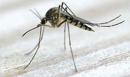 Investigadores y Cientficos crean un clon del virus Zika