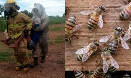 Un adulto mayor y dos nios son vctimas de un ataque de abejas africanas