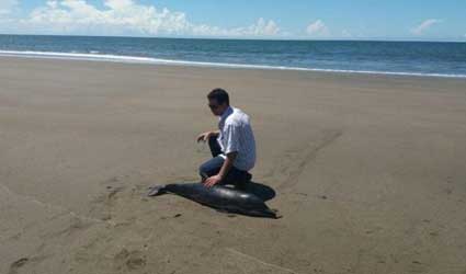 Vuelven a aparecer varias especies muertas a las orillas de las Costas de Los Santos