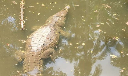 Muere el cocodrilo 'Juancho' del Parque Summit