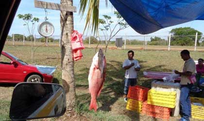 Atacan a los vendedores de pescado