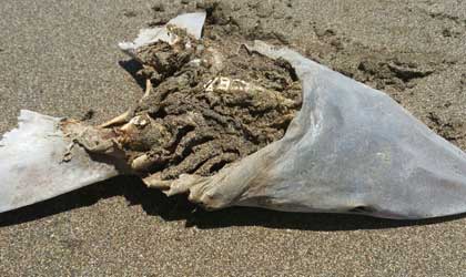 Aparecen restos de peces en playa Malema