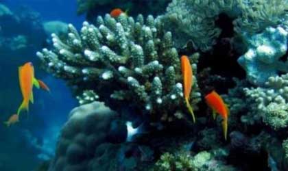 Para los arrecifes de coral las zonas muertas son una amenaza