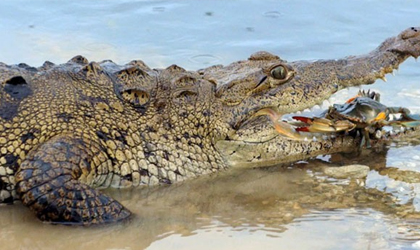 OMG! Un cocodrilo atac a un hombre mientras orinaba en Cancn