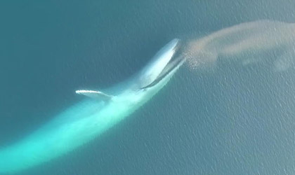 Una ballena azul  fue captada por un drone devorando a su presa
