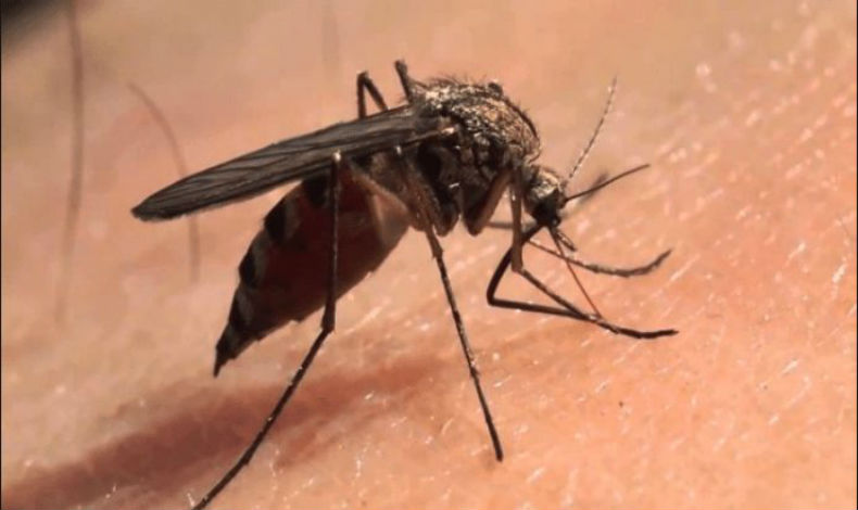 Se reportan ms de 50 casos de dengue en San Miguelito