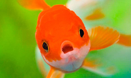 Descubre por qu los peces son ms parecidos a los humanos de lo que crees