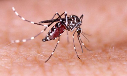 El dengue cobr su primera vctima