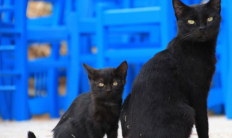 Por qu se dice que los gatos negros traen mala suerte?