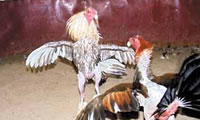 ONG desmienten querer eliminar las peleas de gallos con el Proyecto de Ley