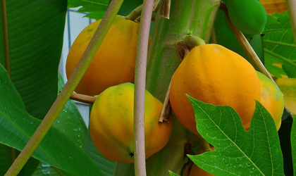 10 beneficios del t de hoja de papaya