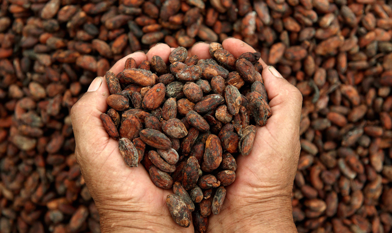 Poblacin indgena vive mejor gracias al consumo de cacao