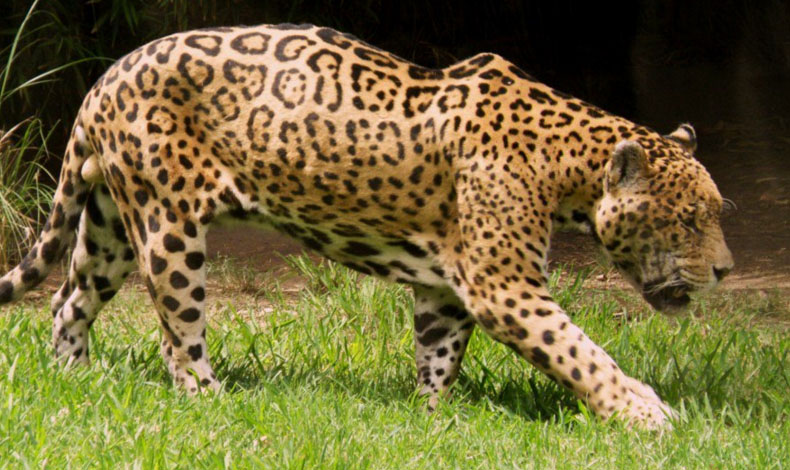 Mitos y leyendas del jaguar