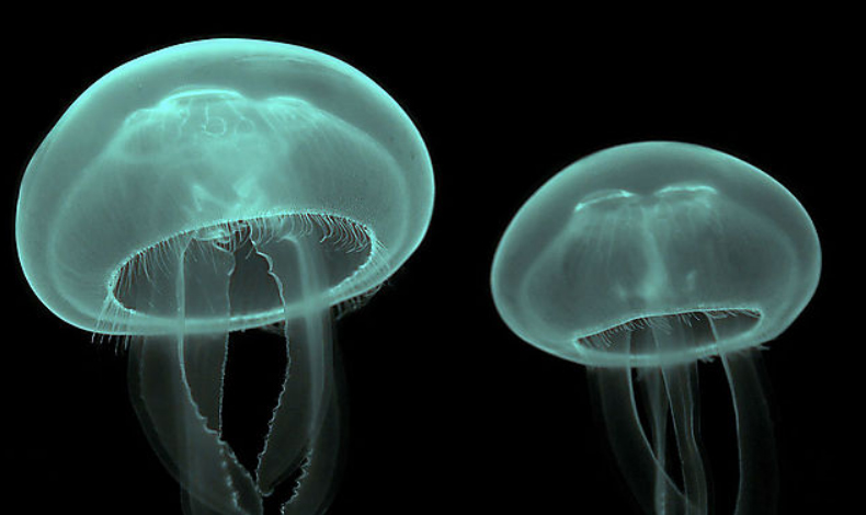 Medusapp permite informar sobre el avistamiento de medusas
