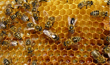 Encontr 35 mil abejas y 40 kilos de miel en las paredes de su casa