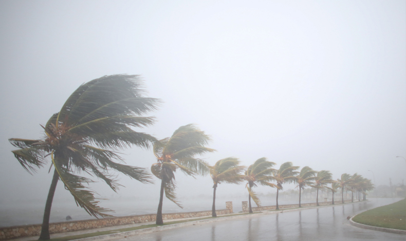 La razn por la que las palmeras sobreviven a los huracanes