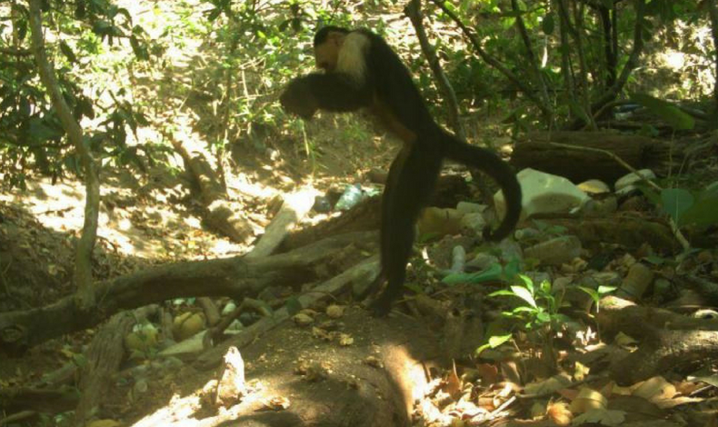 Comportamiento de los capuchinos en el Parque Nacional Coiba