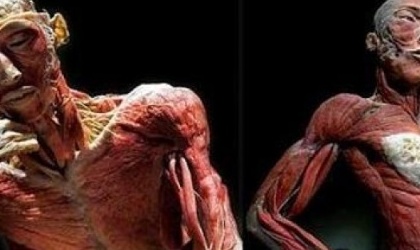 Revelan  partes del cuerpo humano, que son in�tiles para nosotros mismos