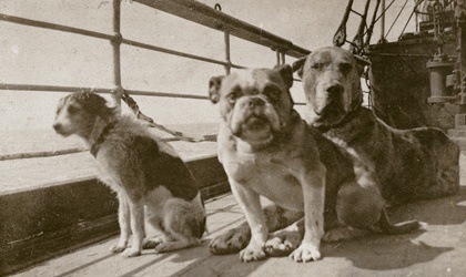 A 100 aos del naufragio del Titanic, destacan datos pocos conocidos, como los perros de abordo