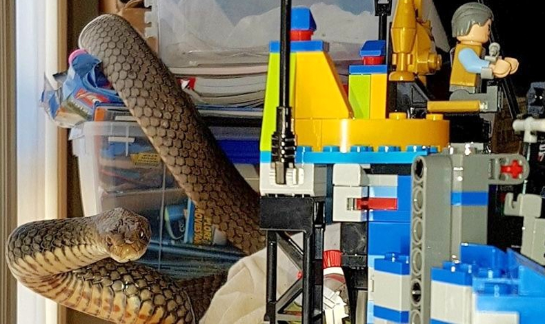 Mujer encuentra serpiente venenosa entre los Lego's de su hijo