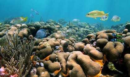 Novedosas tecnologas salvarn formaciones coralinas