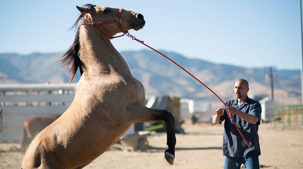 Studio Universal trae este 9 de Abril The Mustang: Una Historia Desafiante