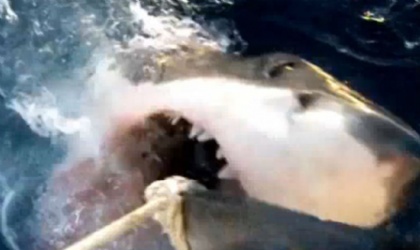 Un gran tibur�n blanco salta a la superficie para devorarse otro tibur�n