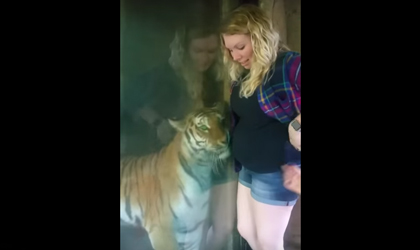Tigre siente al beb de una embarazada y quiere abrazarla