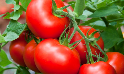 Denuncian presunta presencia de agentes patgenos en tomates