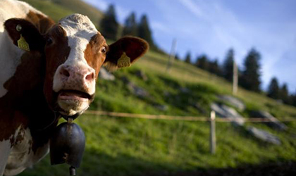Cientficos pretenden reducir las flatulencias de las vacas con ingeniera gentica