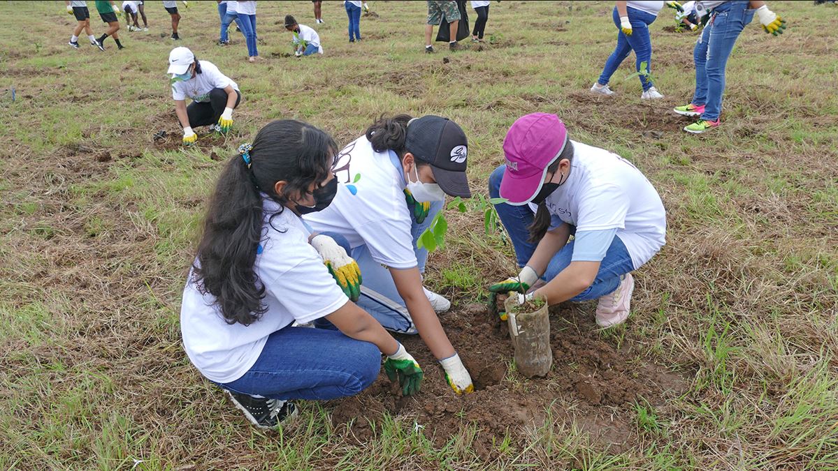 Varela Hermanos reforesta con 22 mil rboles 12 hectreas en el distrito de Pes