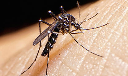 En Herrera hay 17 casos de zika y 6 de dengue