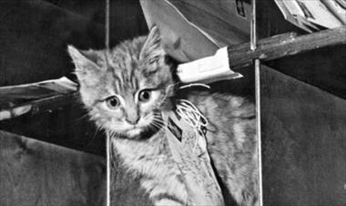 /vidasocial/en-belgica-se-implementaron-37-gatos-para-que-repartieran-el-correo-en-1879/54075.html