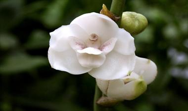 /vidasocial/atractivo-panameno-flor-del-espiritu-santo-/74168.html
