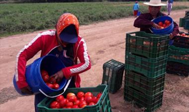 /vidasocial/productores-de-tomate-amenazan-con-no-producir-si-no-reciben-pago/48836.html