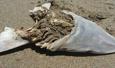 /vidasocial/aparecen-restos-de-peces-en-playa-malema/48032.html