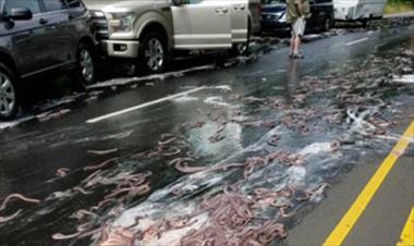 /vidasocial/-asqueroso-3-mil-kilos-de-anguilas-caen-sobre-vehiculos-en-una-autopista/57590.html
