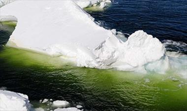 /vidasocial/la-antartica-se-vuelve-verde-y-las-consecuencias-no-son-buenas/47065.html