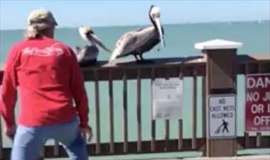 /vidasocial/pescador-atrapo-a-un-indefenso-pelicano-y-todos-lo-criticaron-pero-al-final-le-aplaudieron/52355.html