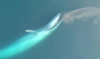 /vidasocial/una-ballena-azul-fue-captada-por-un-drone-devorando-a-su-presa/50654.html