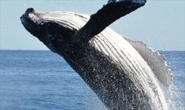 /vidasocial/panama-analiza-estrategias-para-la-conservacion-de-ballenas/62527.html
