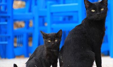 /vidasocial/-por-que-se-dice-que-los-gatos-negros-traen-mala-suerte-/60514.html