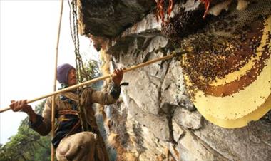 /vidasocial/descubre-los-efectos-que-produce-la-miel-de-las-abejas-gigantes-del-himalaya/62030.html