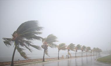 /vidasocial/la-razon-por-la-que-las-palmeras-sobreviven-a-los-huracanes/64216.html