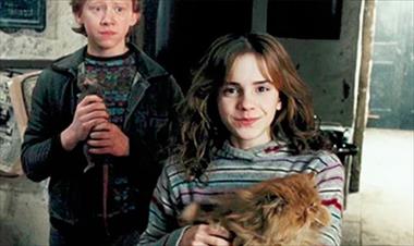 /cine/nueva-teoria-de-harry-potter-crookshanks-el-gato-de-hermione-pertenecia-a-los-potter-/52876.html