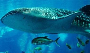 /vidasocial/miambiente-propone-incluir-al-tiburon-ballena-en-convenio/53355.html