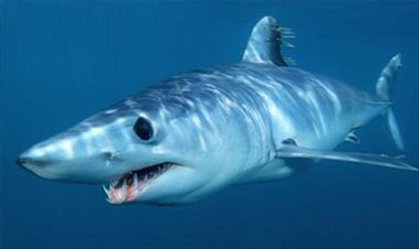 /vidasocial/-sabias-que-el-tiburon-mako-es-el-animal-mas-rapido-del-oceano-/48445.html