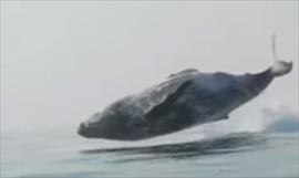 Enorme ballena aparece en las playas de Filipinas y no podrs creer lo que encontraron en su interior