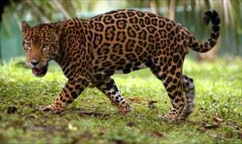 Mitos y leyendas del jaguar