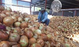 Por vencimiento de cosecha retienen contenedor de cebollas importadas